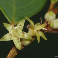Cleistanthus pallidus (Thwaites) Müll.Arg.